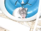 Hamster Photo Nr. 192