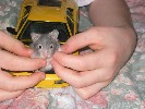 Hamster Photo Nr. 193