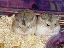 Hamster Photo Nr. 195