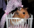 Hamster Photo Nr. 198