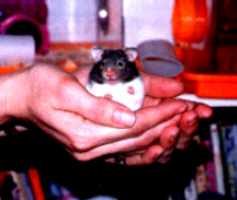 Hamster Photo Nr. 19