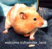 Hamster Photo Nr. 1