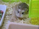 Hamster Photo Nr. 200