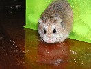 Hamster Photo Nr. 202