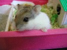 Hamster Photo Nr. 203