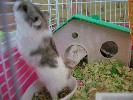 Hamster Photo Nr. 205