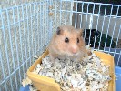 Hamster Photo Nr. 207