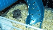 Hamster Photo Nr. 208