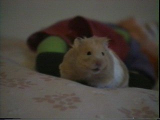 Hamster Photo Nr. 20