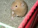 Hamster Photo Nr. 210
