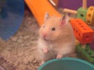 Hamster Photo Nr. 213