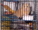 Hamster Photo Nr. 216