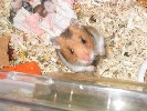 Hamster Photo Nr. 217