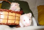 Hamster Photo Nr. 218