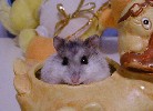 Hamster Photo Nr. 219