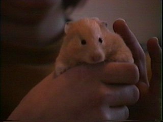 Hamster Photo Nr. 21