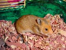 Hamster Photo Nr. 220