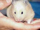 Hamster Photo Nr. 221