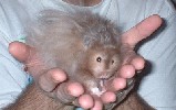 Hamster Photo Nr. 222