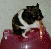 Hamster Photo Nr. 224
