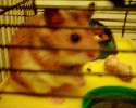 Hamster Photo Nr. 225