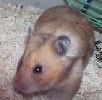 Hamster Photo Nr. 226