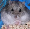 Hamster Photo Nr. 227