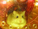 Hamster Photo Nr. 228