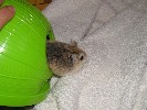 Hamster Photo Nr. 229