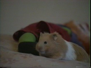 Hamster Photo Nr. 22