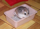 Hamster Photo Nr. 230