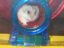 Hamster Photo Nr. 232