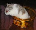 Hamster Photo Nr. 234