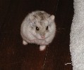 Hamster Photo Nr. 235