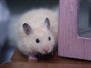 Hamster Photo Nr. 237