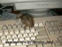 Hamster Photo Nr. 23