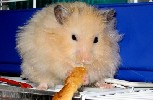 Hamster Photo Nr. 241