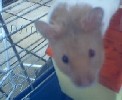 Hamster Photo Nr. 242