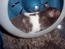 Hamster Photo Nr. 243