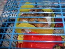 Hamster Photo Nr. 244