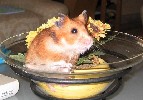 Hamster Photo Nr. 245