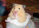 Hamster Photo Nr. 249