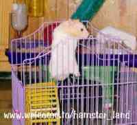 Hamster Photo Nr. 24