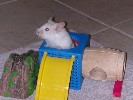 Hamster Photo Nr. 253