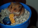 Hamster Photo Nr. 256