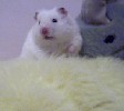 Hamster Photo Nr. 257