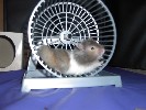 Hamster Photo Nr. 258