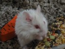 Hamster Photo Nr. 259