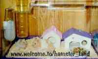 Hamster Photo Nr. 25