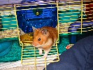 Hamster Photo Nr. 260